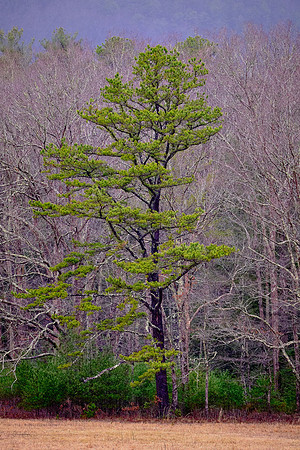 On the loop road in Cades Cove.