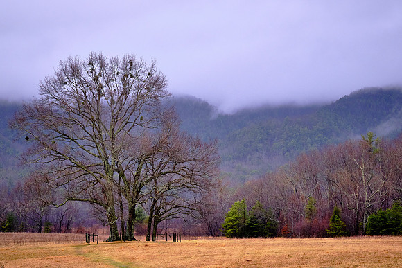 On the loop road in Cades Cove.