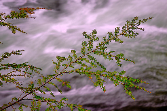 Middle Prong on the Little River, above Townsend, Tennessee