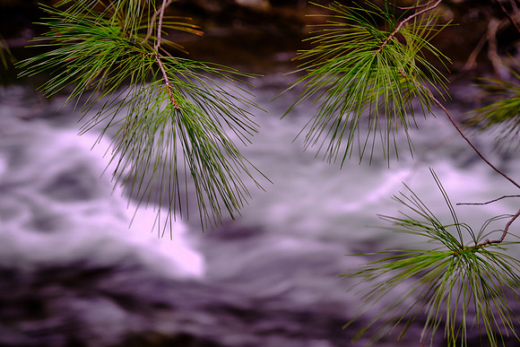 Middle Prong on the Little River, above Townsend, Tennessee