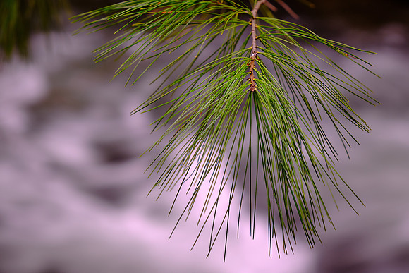 Middle Prong on the Little River, above Townsend, Tennessee