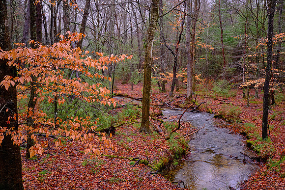 American beech tree, loop road, Cades Cove.