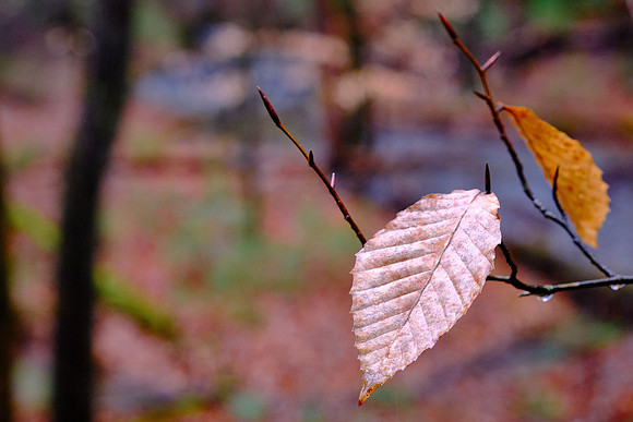 The American beech tree can grow to a height of 100 feet in a forest environment.