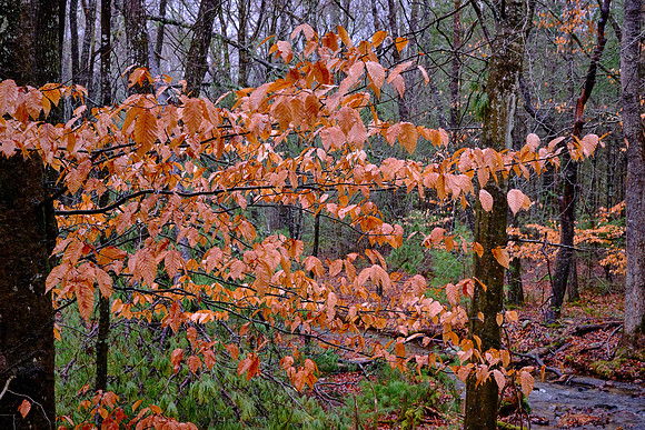 The true beauty of this tree is revealed during fall when the tree takes on a brilliant bronze hue.