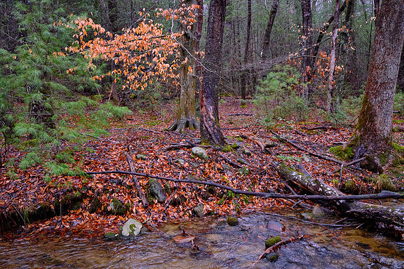 The tree has a lifespan of 300-400 years.