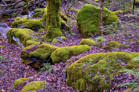 Middle Prong of the Little River, above Townsend, Tennessee