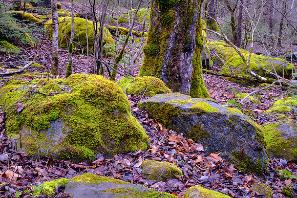 Middle Prong of the Little River, above Townsend, Tennessee