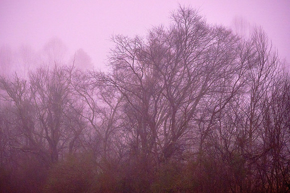 On the Little River Gorge Road to Elkmont National Historic District at sunrise.