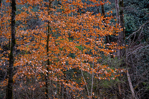 On highway 441 southwest of Gatlinburg, Tennessee, in GSMNP.