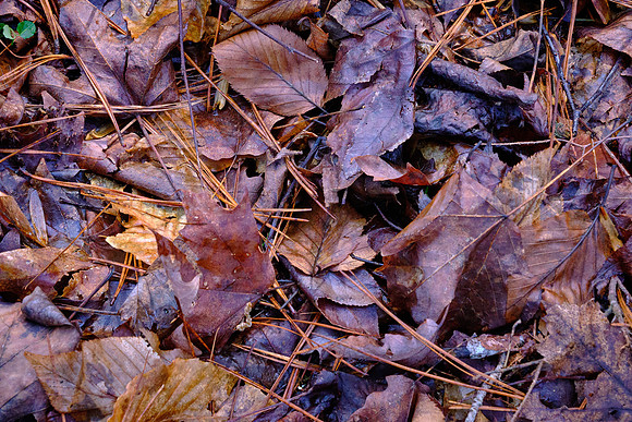 Forest floor on highway 441 southwest of Gatlinburg, Tennessee, in GSMNP.