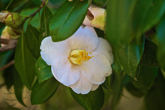 Magnolia Plantation and Gardens, Charleston, SC