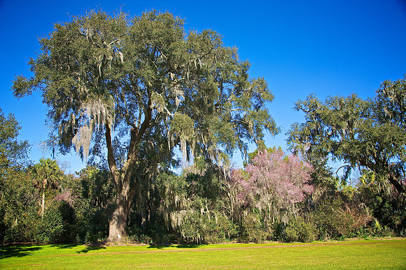 Magnolia Plantation and Gardens, Charleston, SC