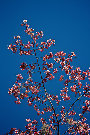 Magnolia Plantation and Gardens, Charleston, SC