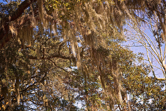Magnolia Plantation and Gardens, Charleston, SC