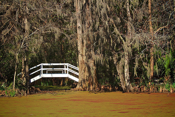 Magnolia Plantation and Gardens, Charleston, SC
