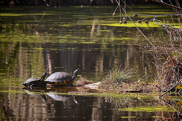 Magnolia Plantation and Gardens, Charleston, SC