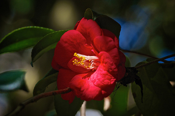 Magnolia Plantation and Gardens, Charleston, SC