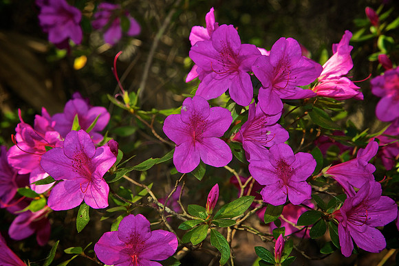 Magnolia Plantation and Gardens, Charleston, SC