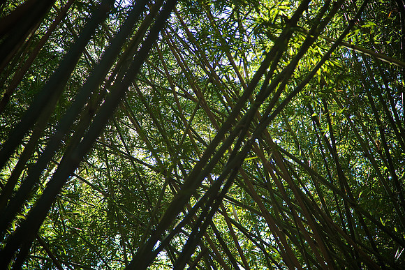 Magnolia Plantation and Gardens, Charleston, SC