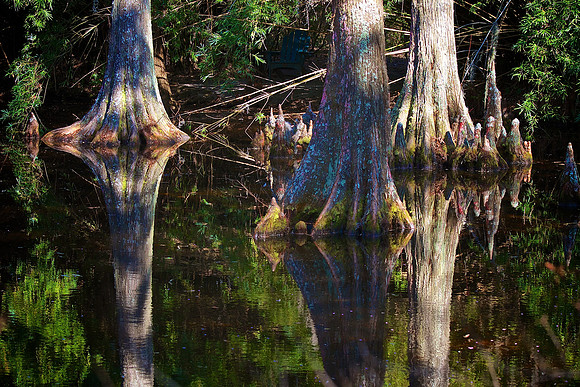Magnolia Plantation and Gardens, Charleston, SC