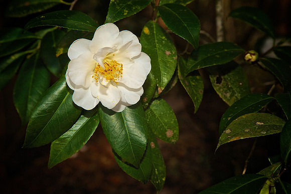 Magnolia Plantation and Gardens, Charleston, SC