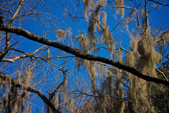 Brookgreen Gardens, SC