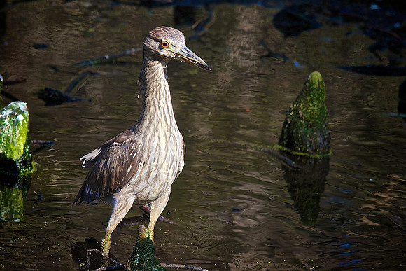 Brookgreen Gardens, SC