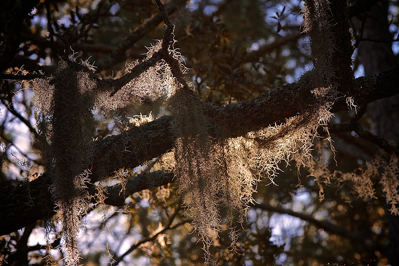 Brookgreen Gardens, SC