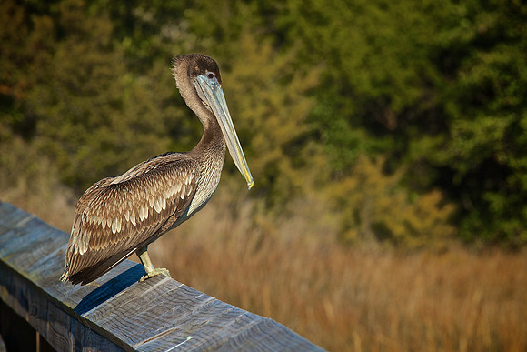 Murrells Inlet, SC