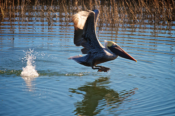 Murrells Inlet, SC
