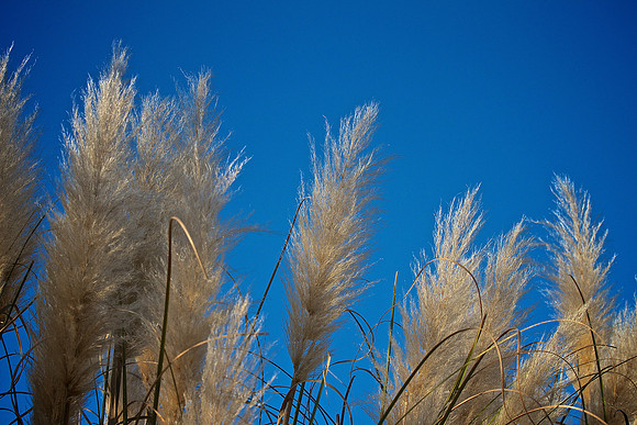 Murrells Inlet, SC