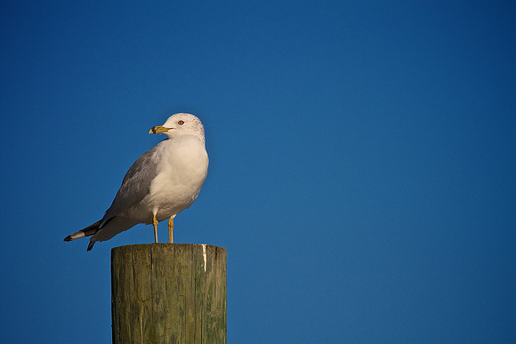 Murrells Inlet, SC