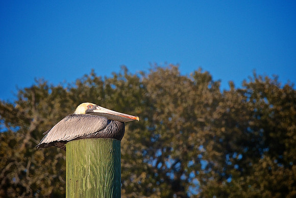 Murrells Inlet, SC