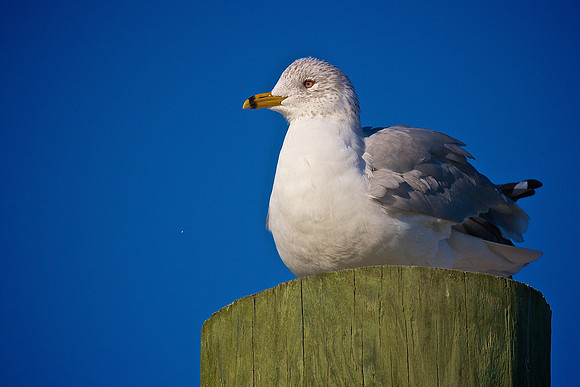 Murrells Inlet, SC