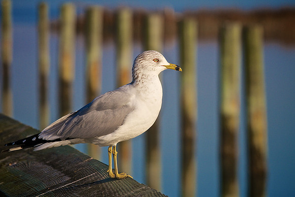 Murrells Inlet, SC