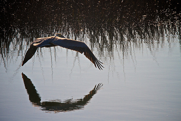 Murrells Inlet, SC