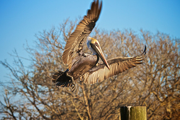 Murrells Inlet, SC