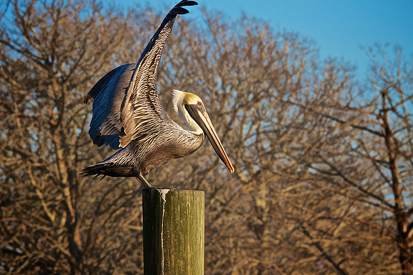 Murrells Inlet, SC