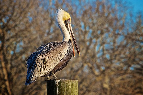Murrells Inlet, SC
