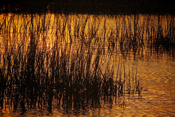 Huntington Beach State Park, SC (sunrise)