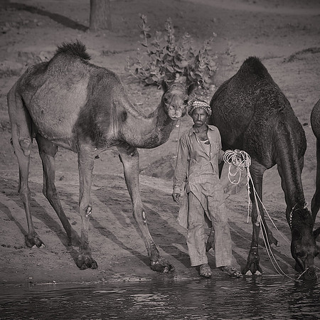 Nagaur Camel Fair, Rajasthan, India
