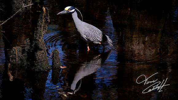 Yellow-Crowned Night Heron on the hunt, Francis Beidler Forest Audubon Center & Sanctuary