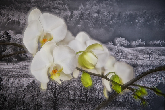 Andrea's Wedding Orchid No. 2