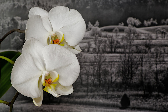 Andrea's Wedding Orchid No. 3