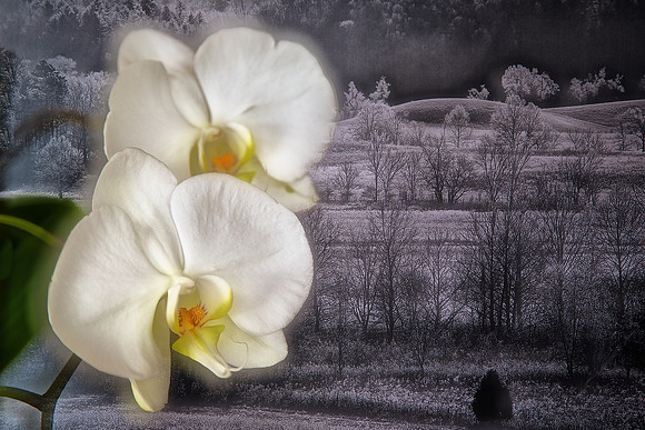 Andrea's Wedding Orchid No. 4
