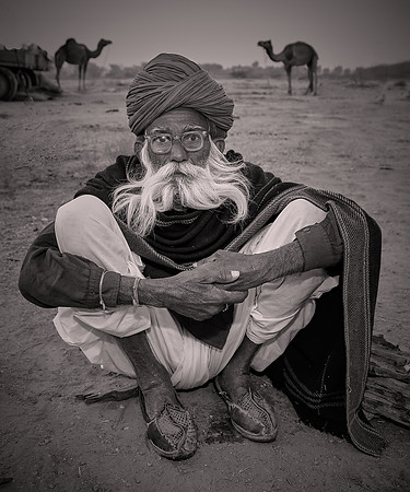 2014 February, Camel Auction, Nagaur, Rajasthan, India