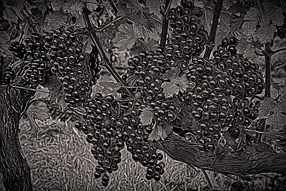 2014 August, Shelton Vineyard, North Carolina