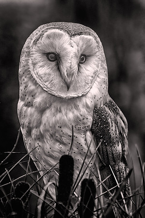 2015 January, Raptor Center, Huntersville, North Carolina