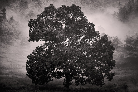2015 July, Blue Ridge Parkway, North Carolina