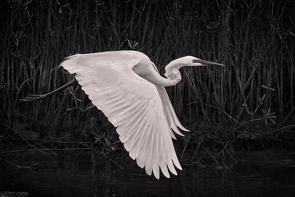 2015 December, Great Egret, Tomoka State Park, Florida